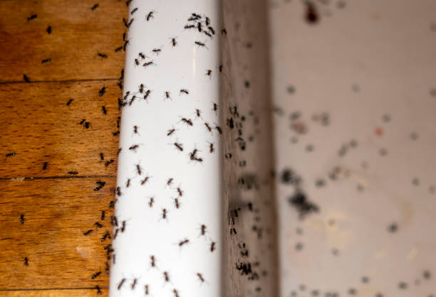 Pest Control for Restaurants in Mclean, TX