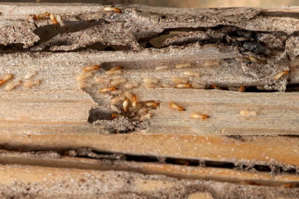 Best Rodent Control Near Me  in Mclean, TX