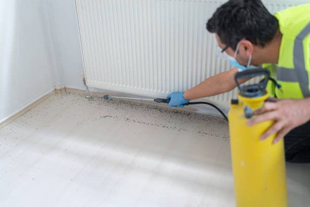 Best Termite Control Services  in Mclean, TX