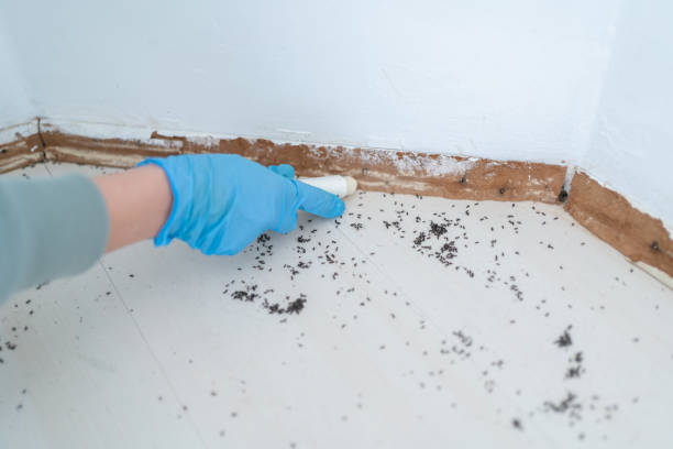 Best Best Pest Control Companies  in Mclean, TX